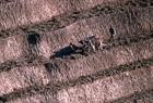 Nepal 101280.jpg